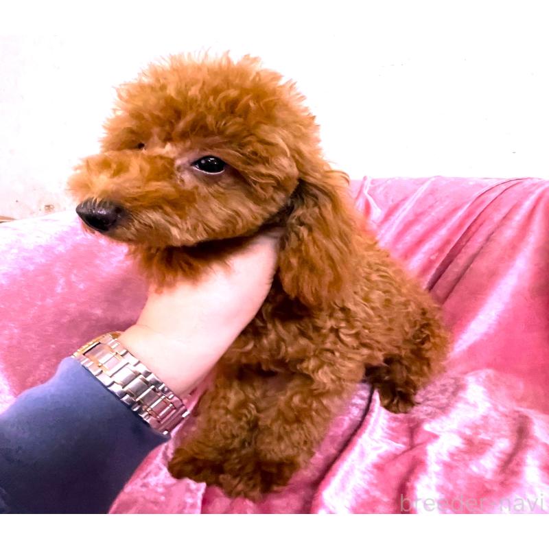 販売中の大阪府のタイニープードル-389967の3枚目