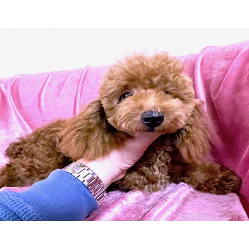 販売中の大阪府のタイニープードル-389967の2枚目