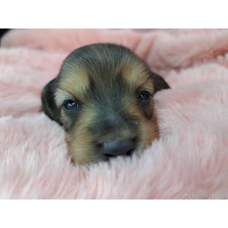 販売中の愛知県のミニチュアダックスフンド(ロングヘアード)-423202