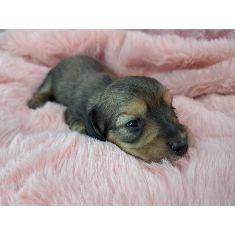 販売中の愛知県のミニチュアダックスフンド(ロングヘアード)-423202の3枚目