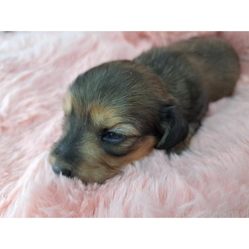 販売中の愛知県のミニチュアダックスフンド(ロングヘアード)-423202の2枚目