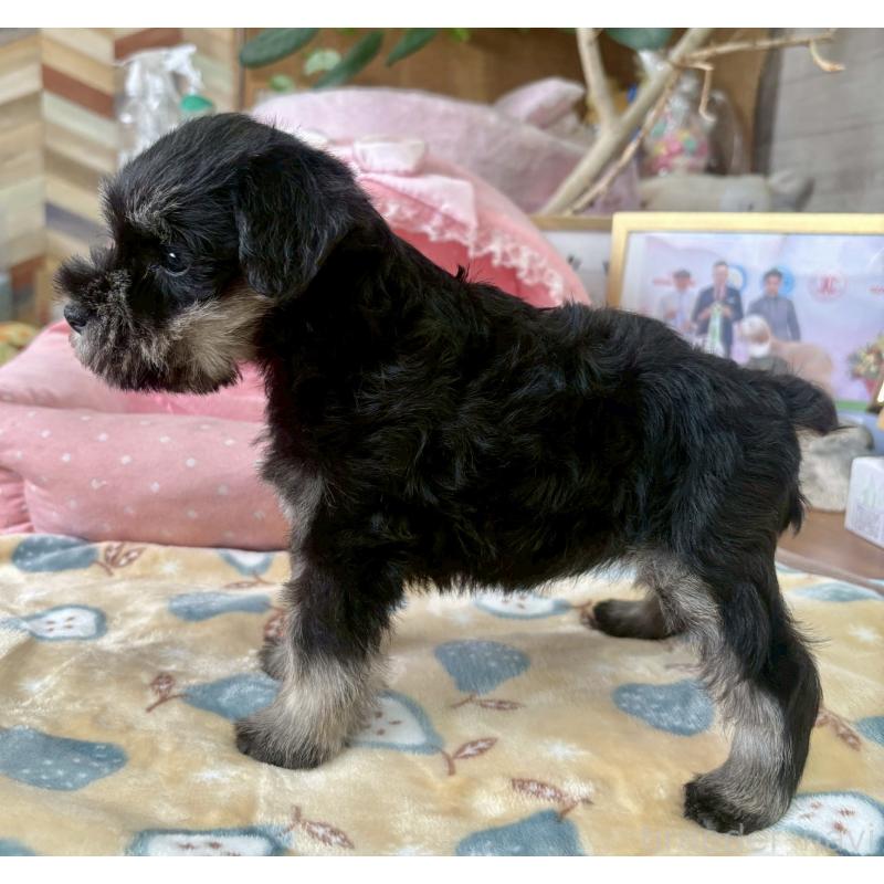 販売中の大阪府のミニチュアシュナウザー-423203の9枚目