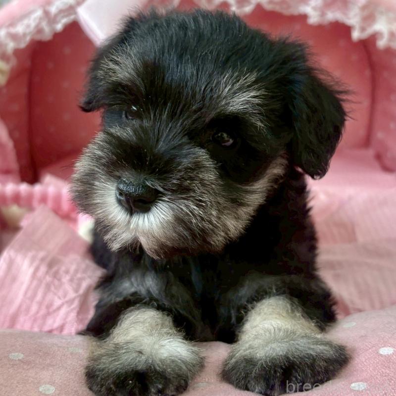 販売中の大阪府のミニチュアシュナウザー-423203の8枚目