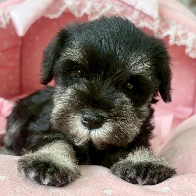 販売中の大阪府のミニチュアシュナウザー-423203