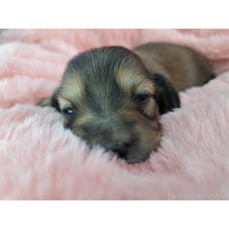 販売中の愛知県のミニチュアダックスフンド(ロングヘアード)-423204