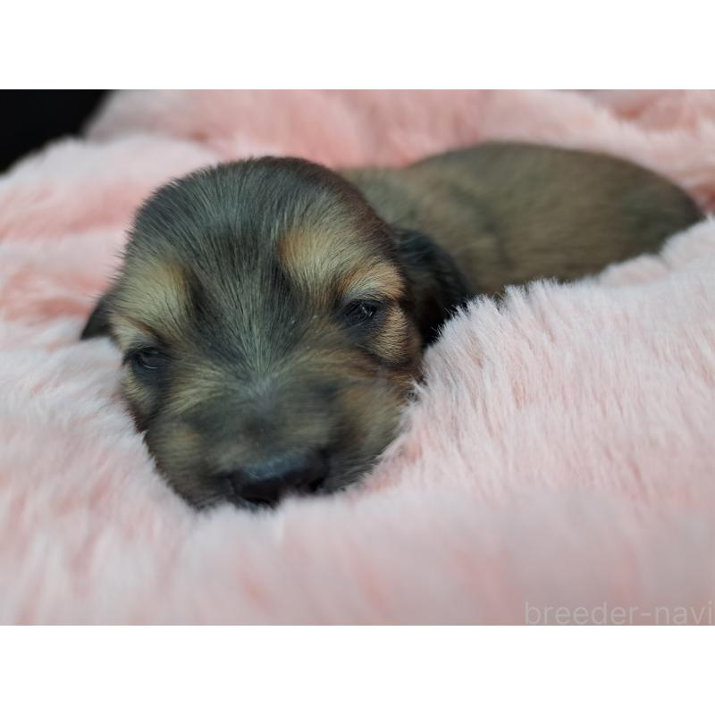 販売中の愛知県のミニチュアダックスフンド(ロングヘアード)-423204の4枚目