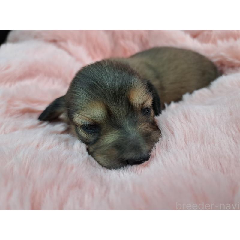 販売中の愛知県のミニチュアダックスフンド(ロングヘアード)-423204の3枚目