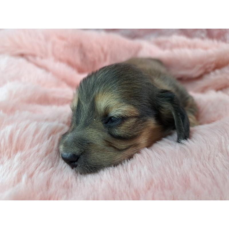 販売中の愛知県のミニチュアダックスフンド(ロングヘアード)-423204の2枚目