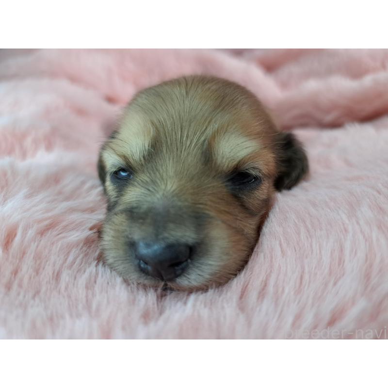 販売中の愛知県のミニチュアダックスフンド(ロングヘアード)-423205