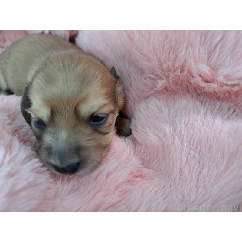 販売中の愛知県のミニチュアダックスフンド(ロングヘアード)-423205の4枚目