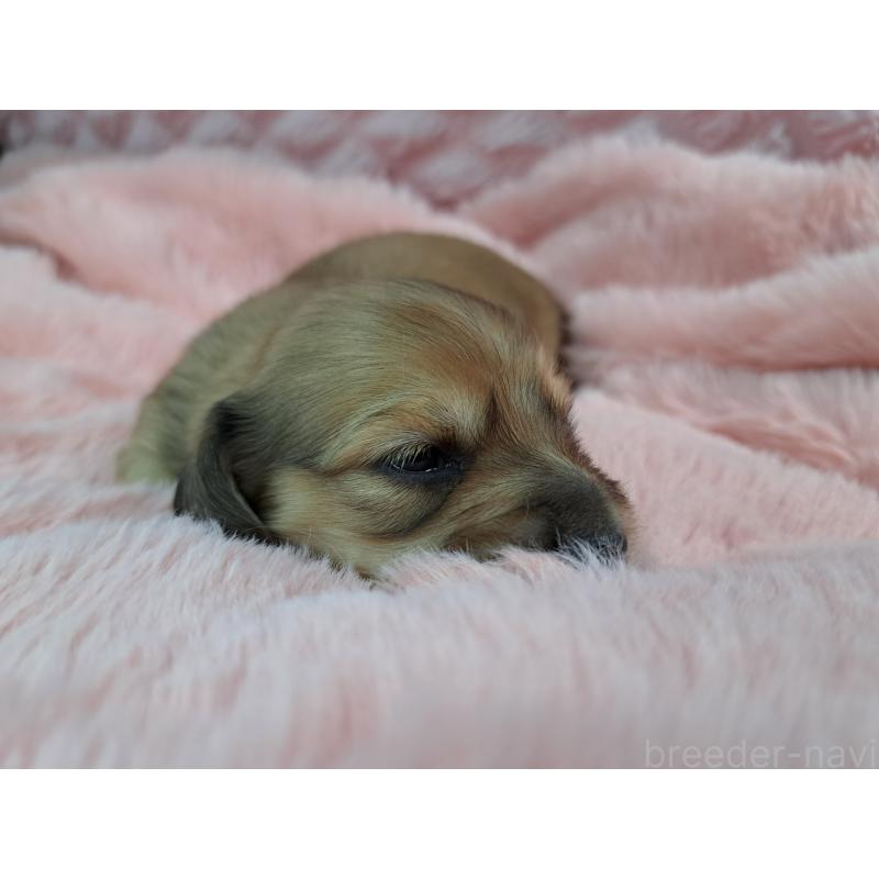 販売中の愛知県のミニチュアダックスフンド(ロングヘアード)-423205の3枚目