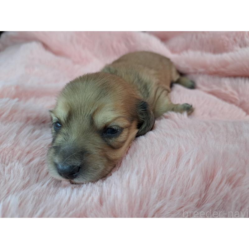 販売中の愛知県のミニチュアダックスフンド(ロングヘアード)-423205の2枚目