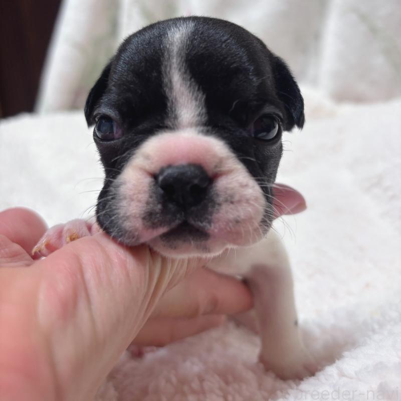 販売中の三重県のフレンチブルドッグ-423209の1枚目