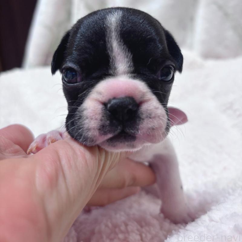 販売中の三重県のフレンチブルドッグ-423209の6枚目