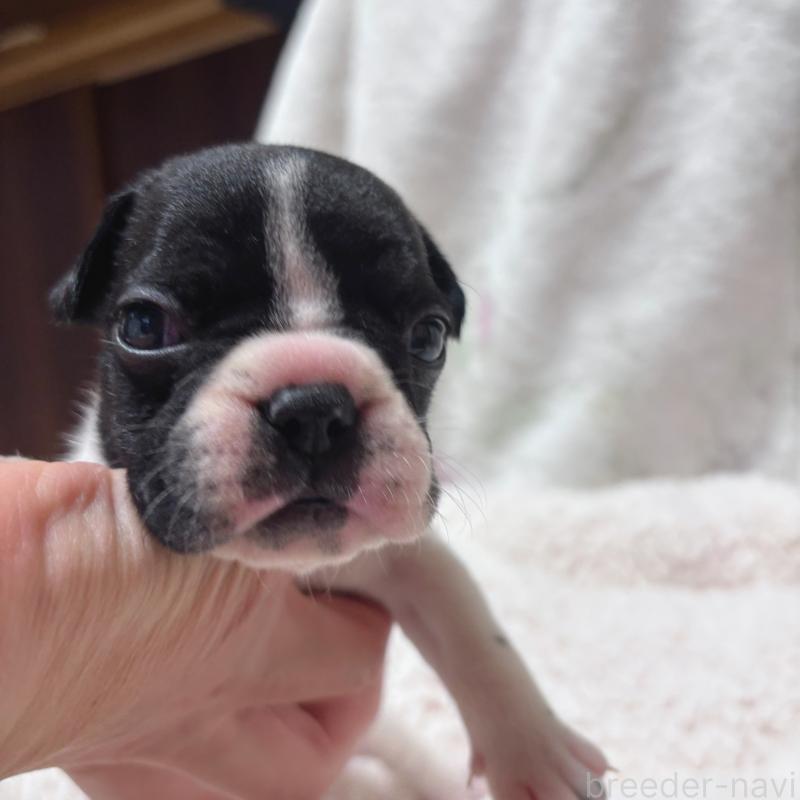 販売中の三重県のフレンチブルドッグ-423209の5枚目