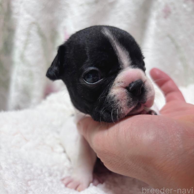 販売中の三重県のフレンチブルドッグ-423209の4枚目