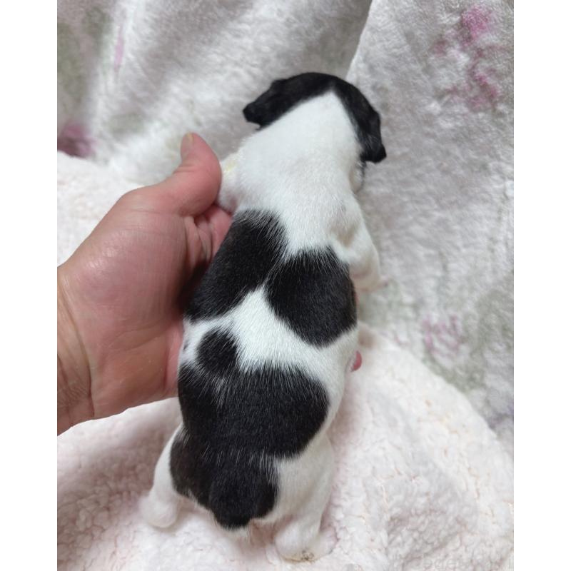 販売中の三重県のフレンチブルドッグ-423209の3枚目