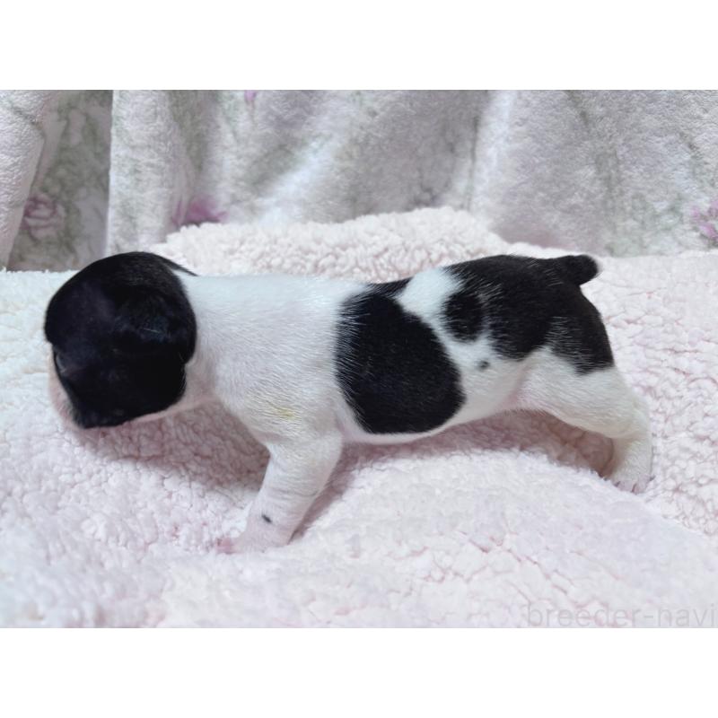 販売中の三重県のフレンチブルドッグ-423209の2枚目