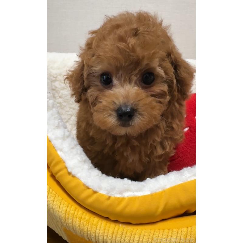 販売中の広島県のタイニープードル-423207の1枚目