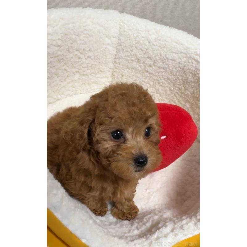 販売中の広島県のタイニープードル-423207の6枚目