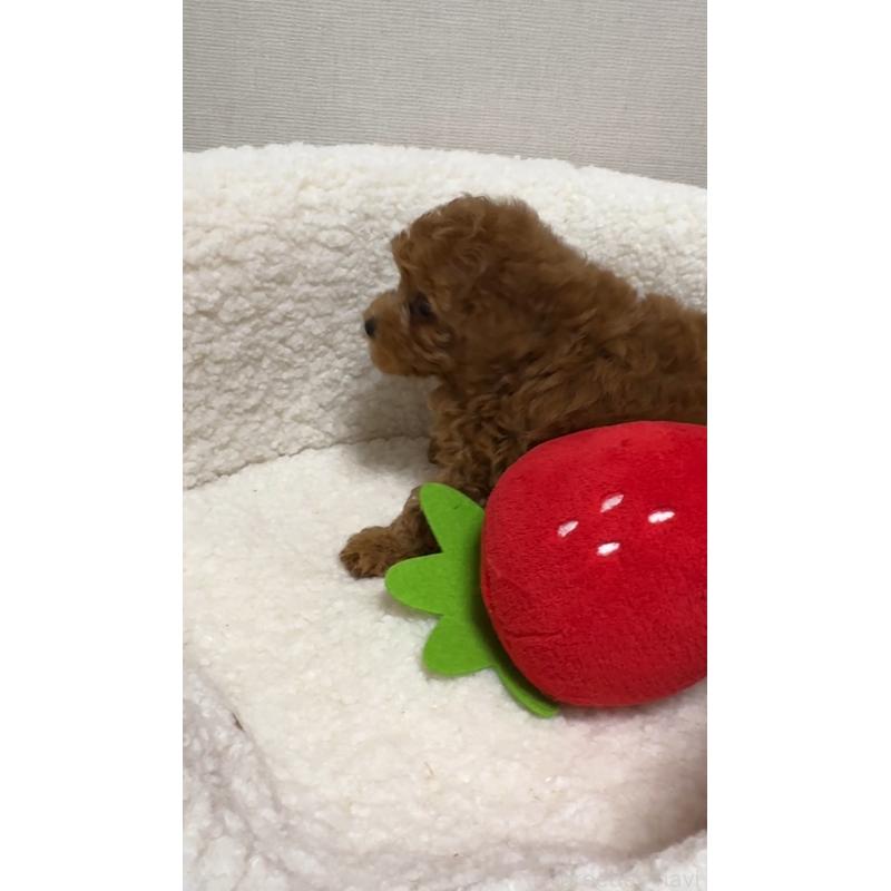 販売中の広島県のタイニープードル-423207の5枚目