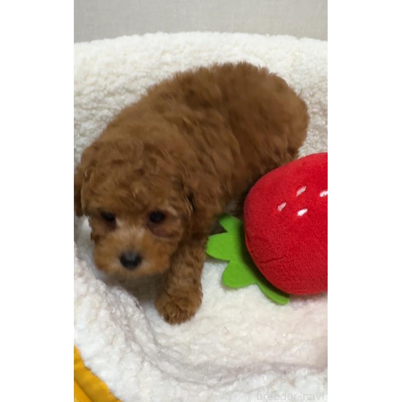 販売中の広島県のタイニープードル-423207の4枚目