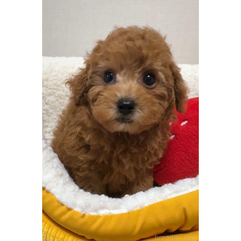 販売中の広島県のタイニープードル-423207の3枚目