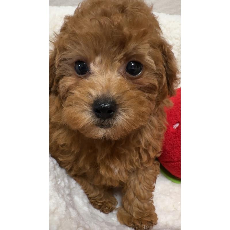 販売中の広島県のタイニープードル-423207の2枚目