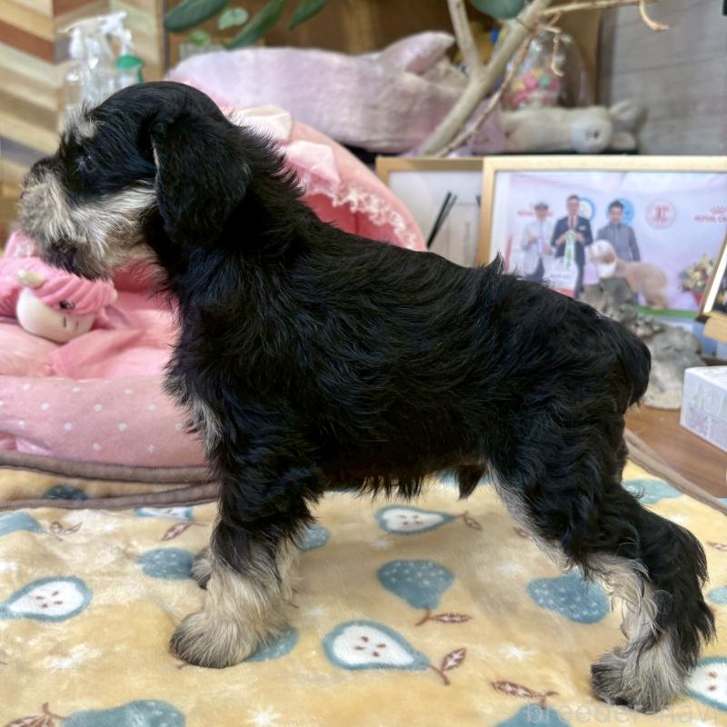 販売中の大阪府のミニチュアシュナウザー-423206の9枚目