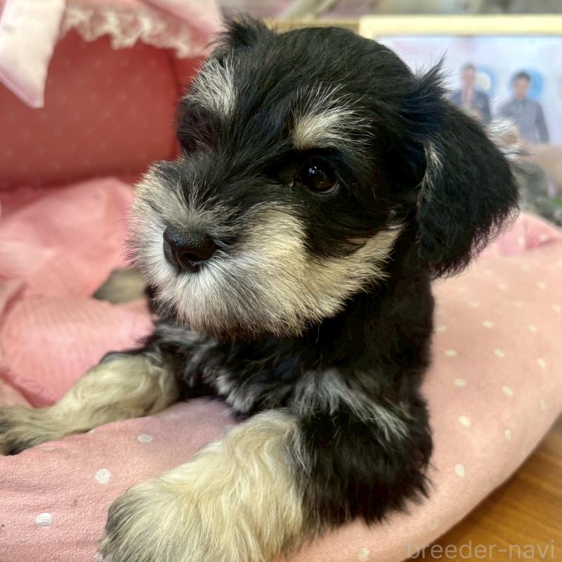 販売中の大阪府のミニチュアシュナウザー-423206の8枚目