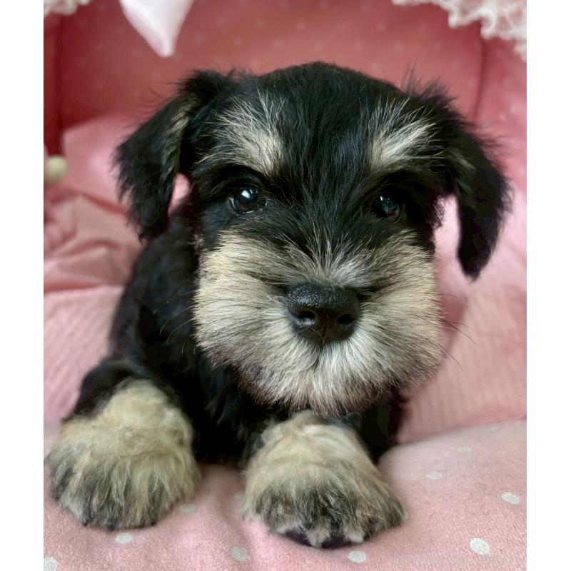 販売中の大阪府のミニチュアシュナウザー-423206の7枚目