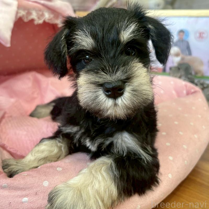 販売中の大阪府のミニチュアシュナウザー-423206の6枚目