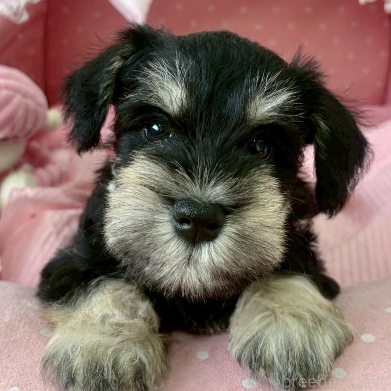 販売中の大阪府のミニチュアシュナウザー-423206の5枚目