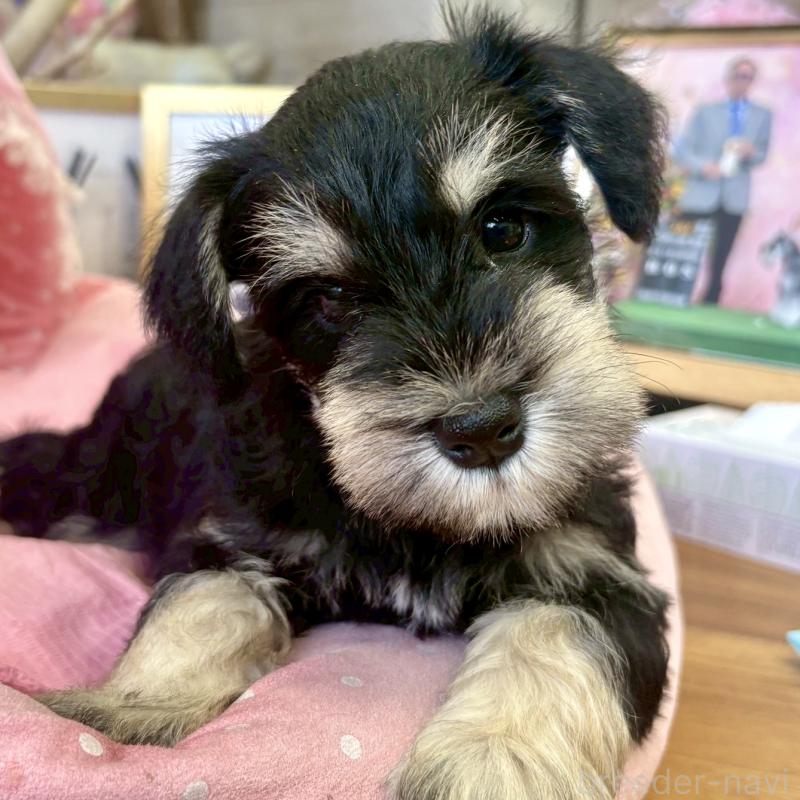 販売中の大阪府のミニチュアシュナウザー-423206の4枚目