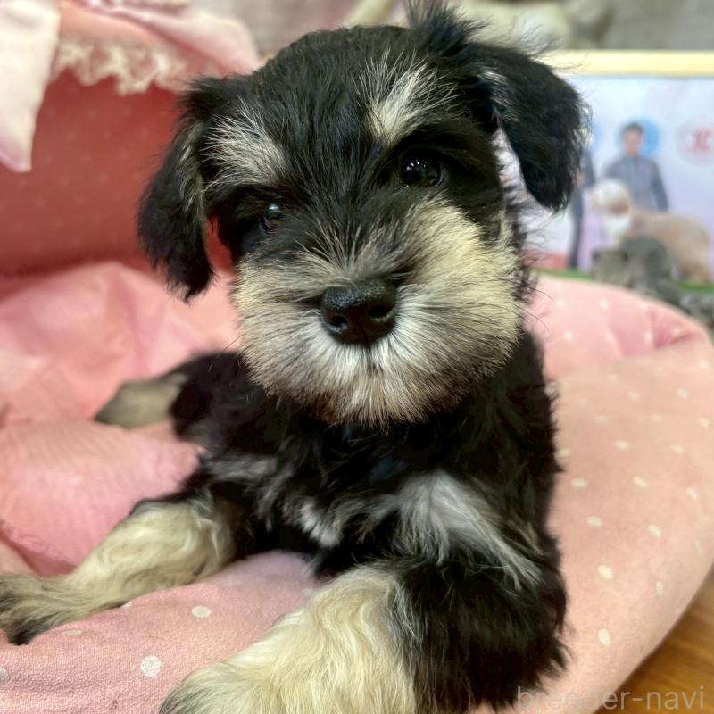 販売中の大阪府のミニチュアシュナウザー-423206の3枚目