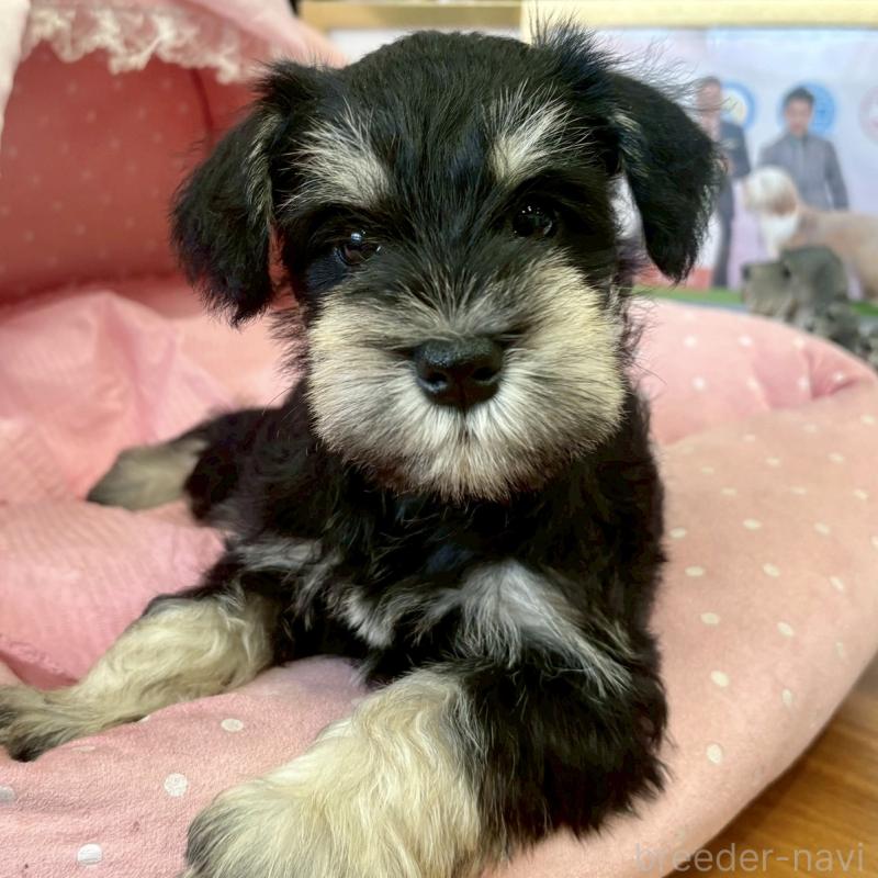 販売中の大阪府のミニチュアシュナウザー-423206の2枚目