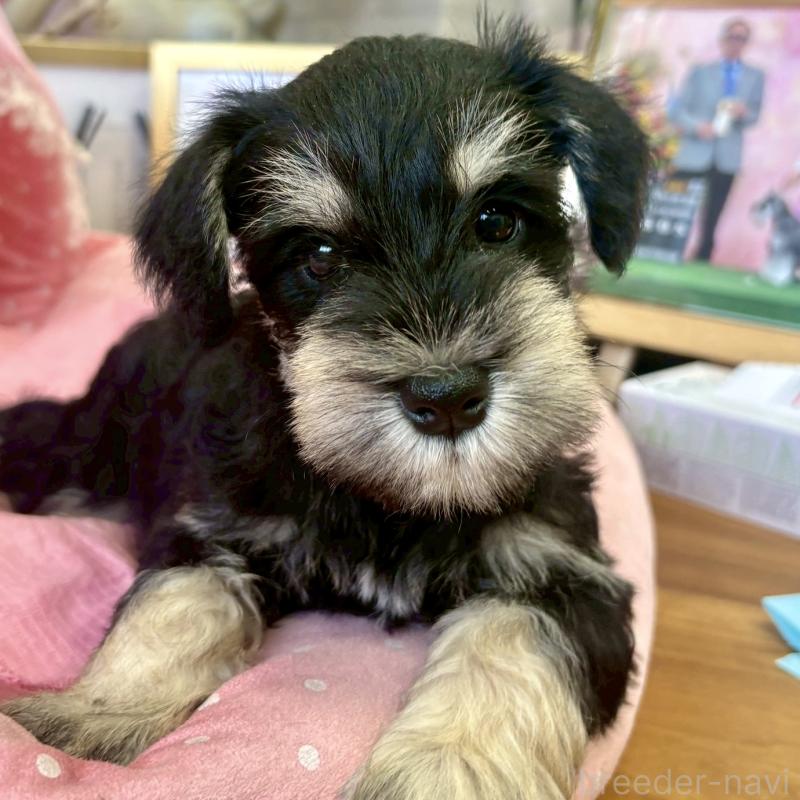 販売中の大阪府のミニチュアシュナウザー-423206