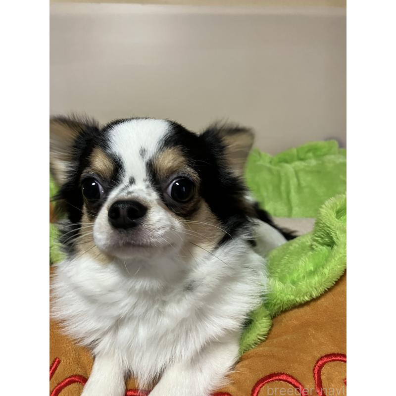 販売中の埼玉県のチワワ(ロングコート)-392193の4枚目