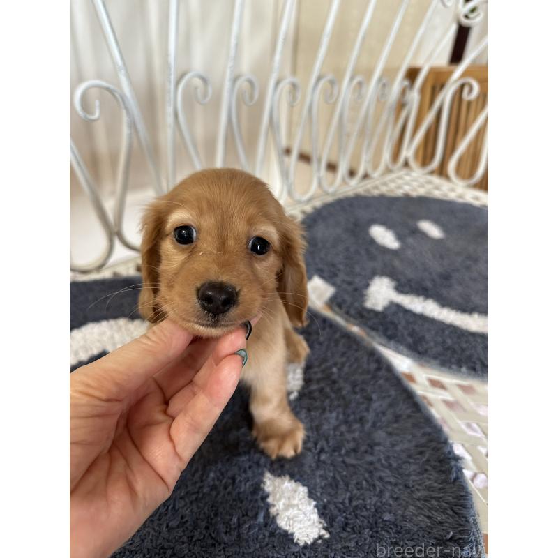 販売中の茨城県のミニチュアダックスフンド(ロングヘアード)-423208の2枚目