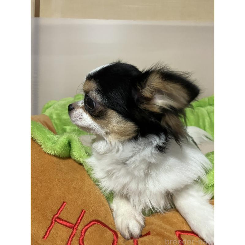 販売中の埼玉県のチワワ(ロングコート)-392193の3枚目