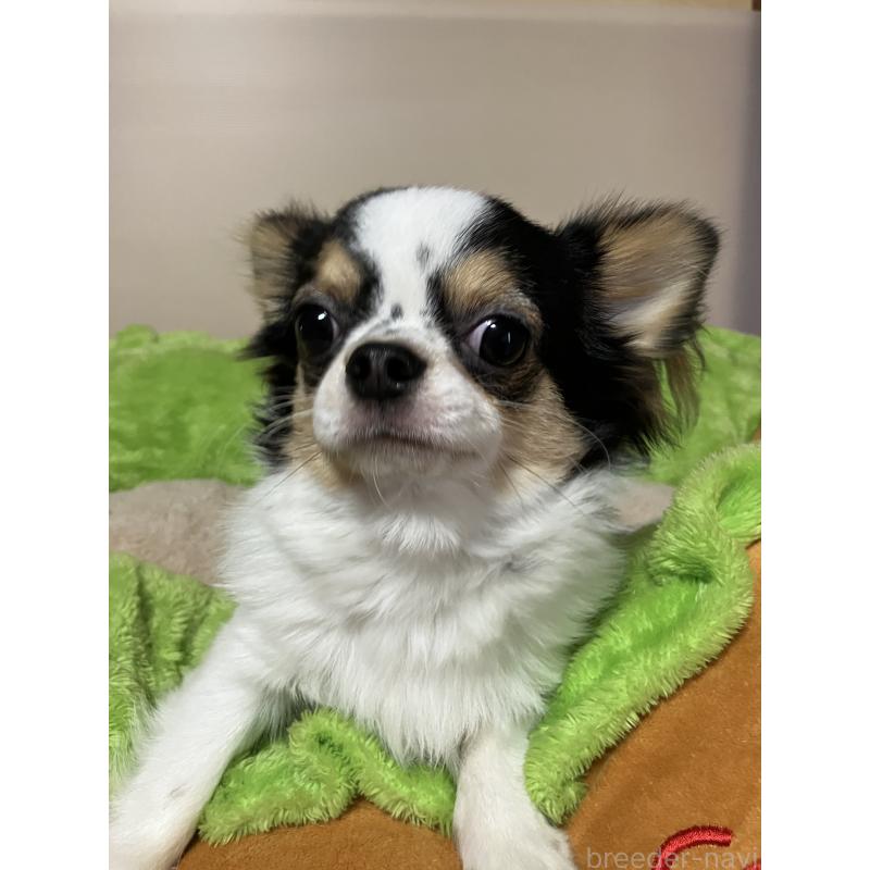 販売中の埼玉県のチワワ(ロングコート)-392193の2枚目