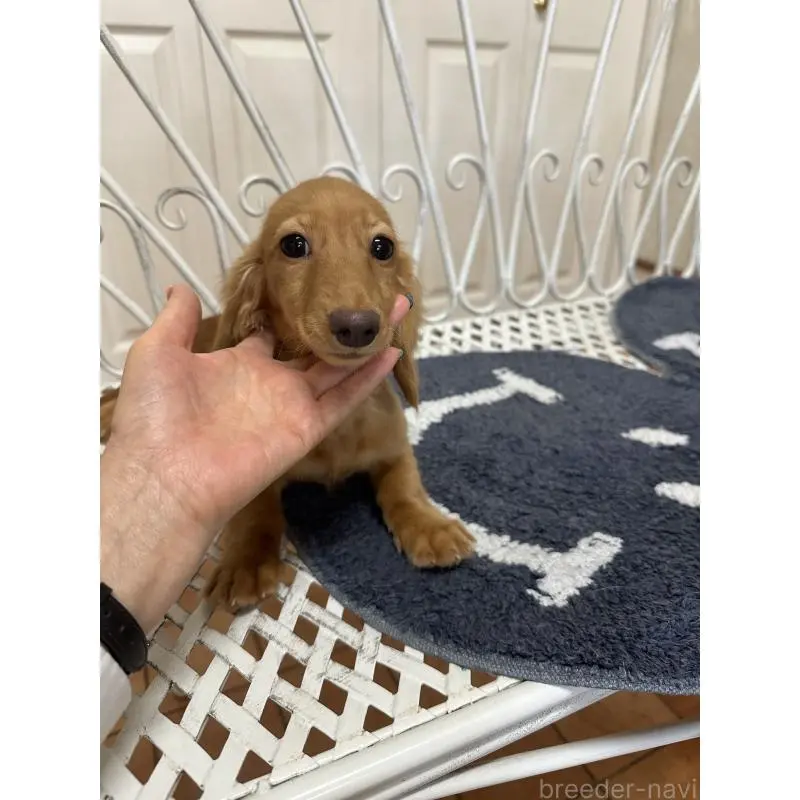 販売中の茨城県のカニンヘンダックスフンド(ロングヘアード)-423210の3枚目