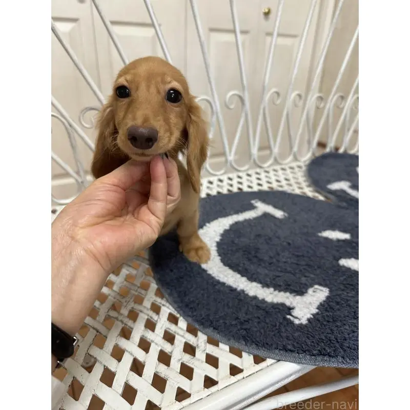 販売中の茨城県のカニンヘンダックスフンド(ロングヘアード)-423210の2枚目