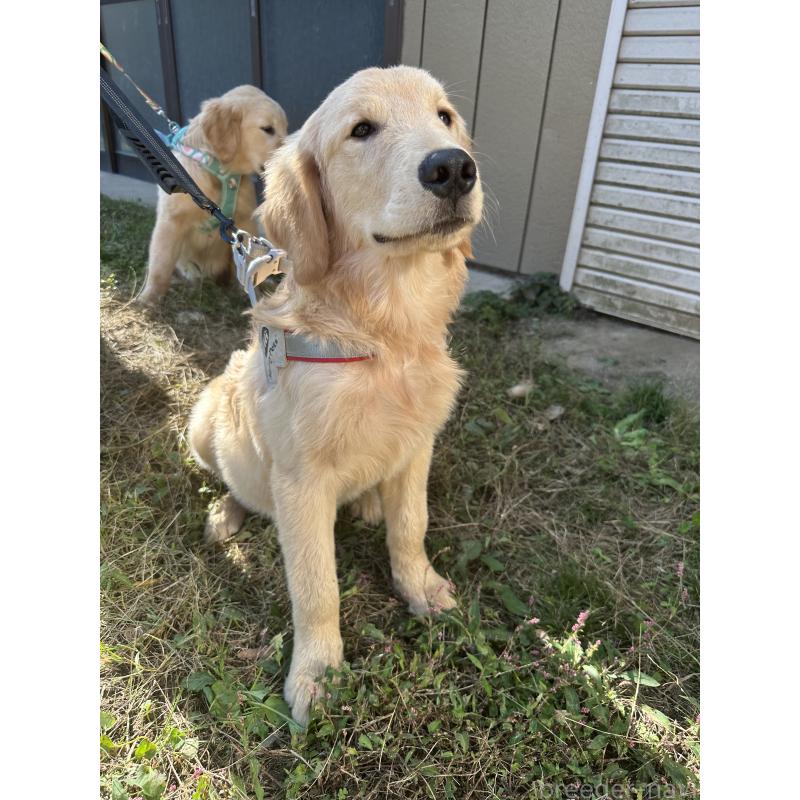 販売中の千葉県のゴールデンレトリーバー-391660の11枚目