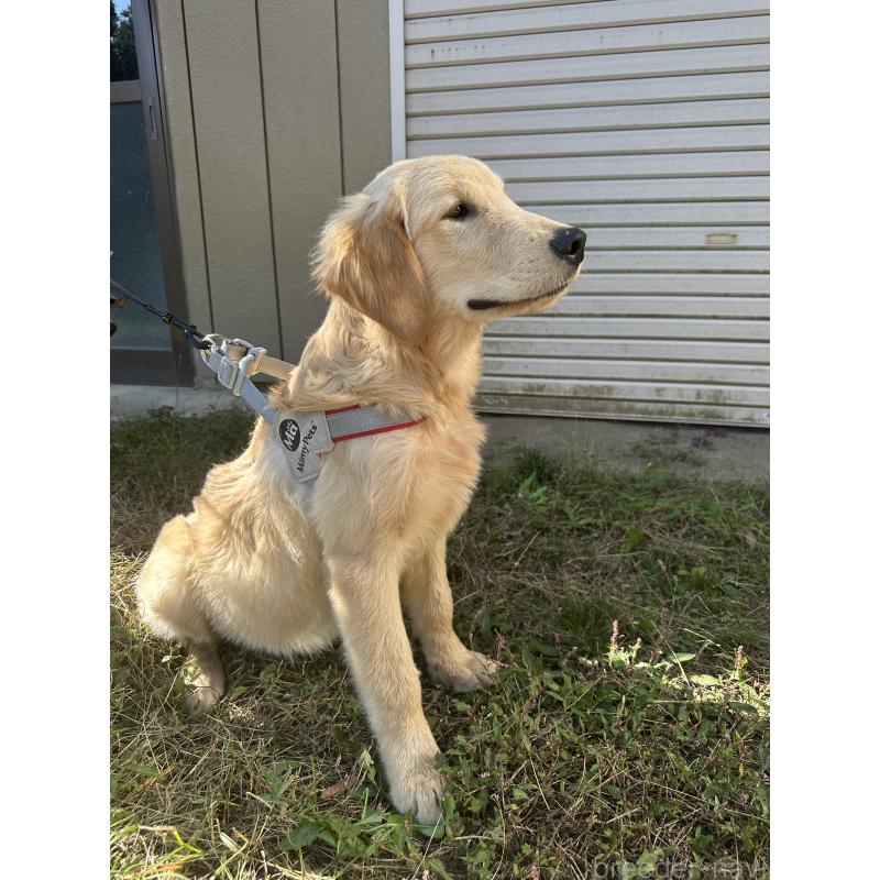 販売中の千葉県のゴールデンレトリーバー-391660の10枚目