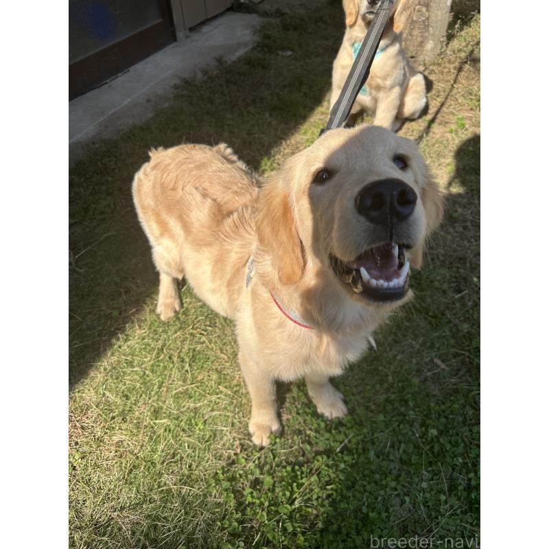 販売中の千葉県のゴールデンレトリーバー-391660の9枚目