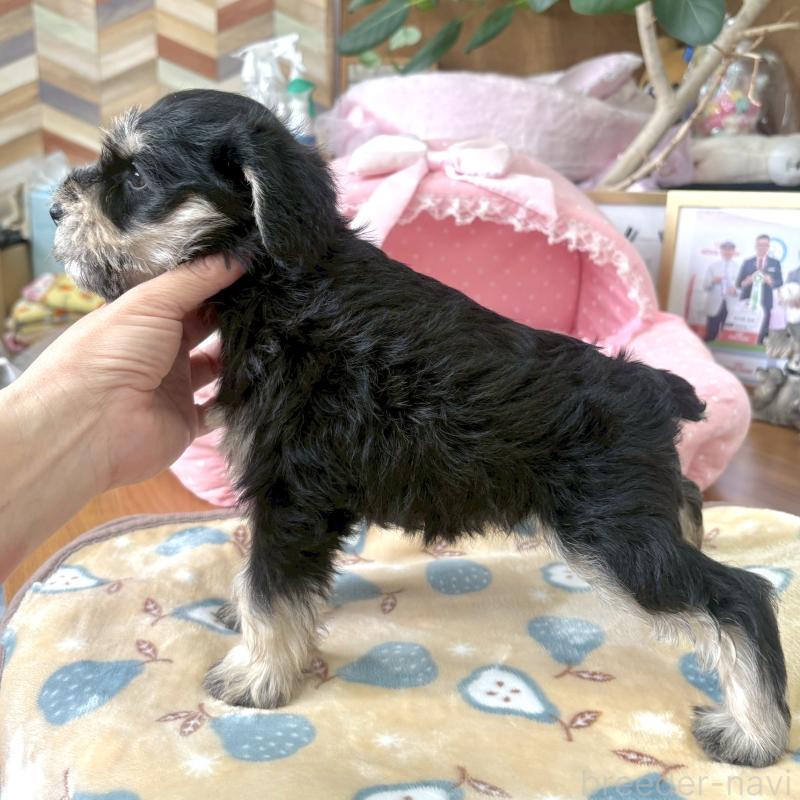 販売中の大阪府のミニチュアシュナウザー-423211の9枚目