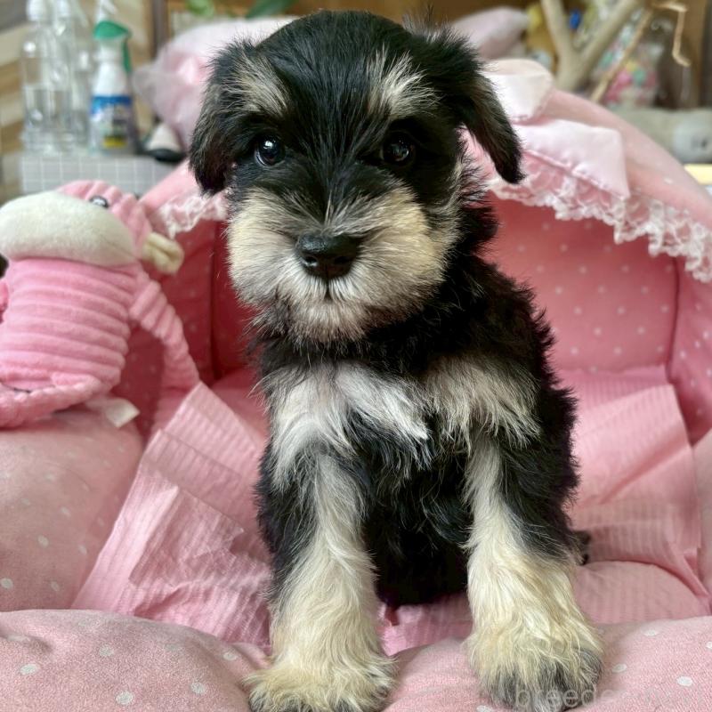 販売中の大阪府のミニチュアシュナウザー-423211の7枚目