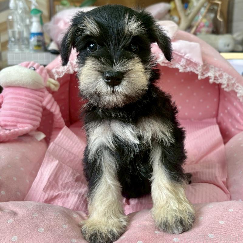 販売中の大阪府のミニチュアシュナウザー-423211の6枚目