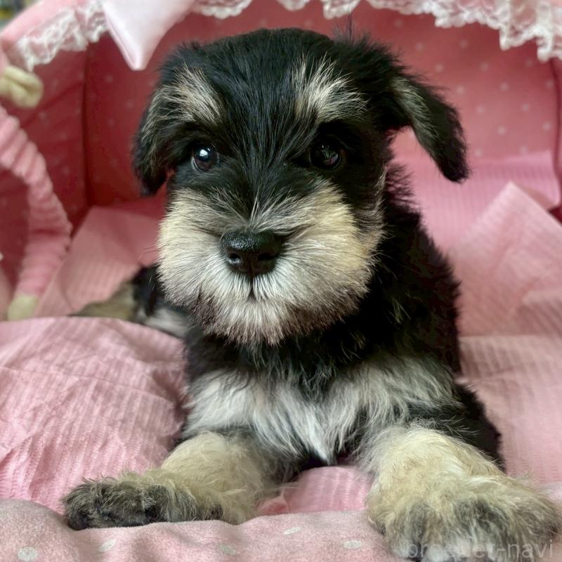 販売中の大阪府のミニチュアシュナウザー-423211の5枚目